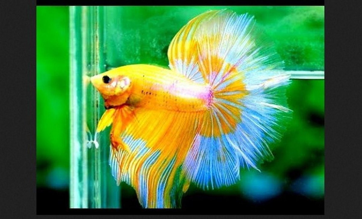 Рыбка петушок Бетта золотой