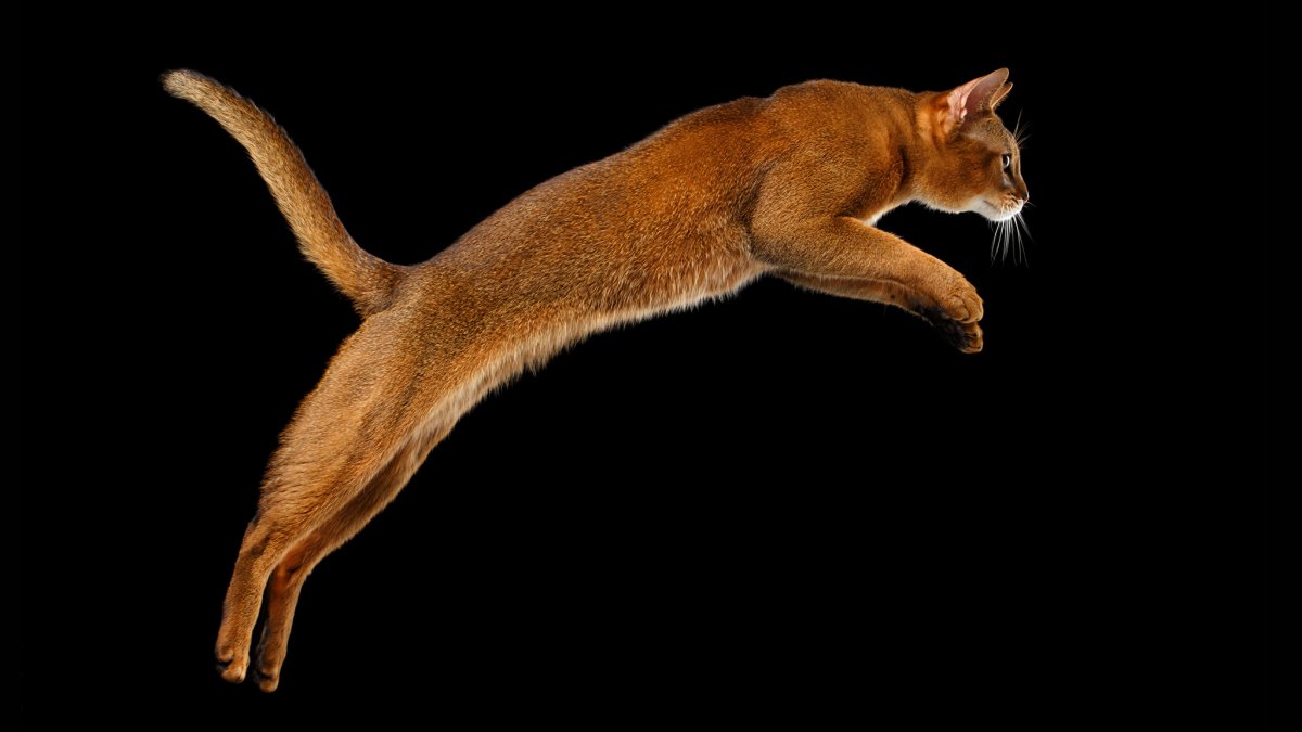 Абиссинский кот вид сбоку