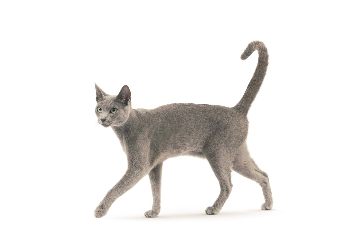 Русская голубая кошка