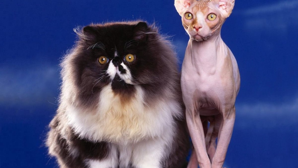 Длинношерстный сфинкс