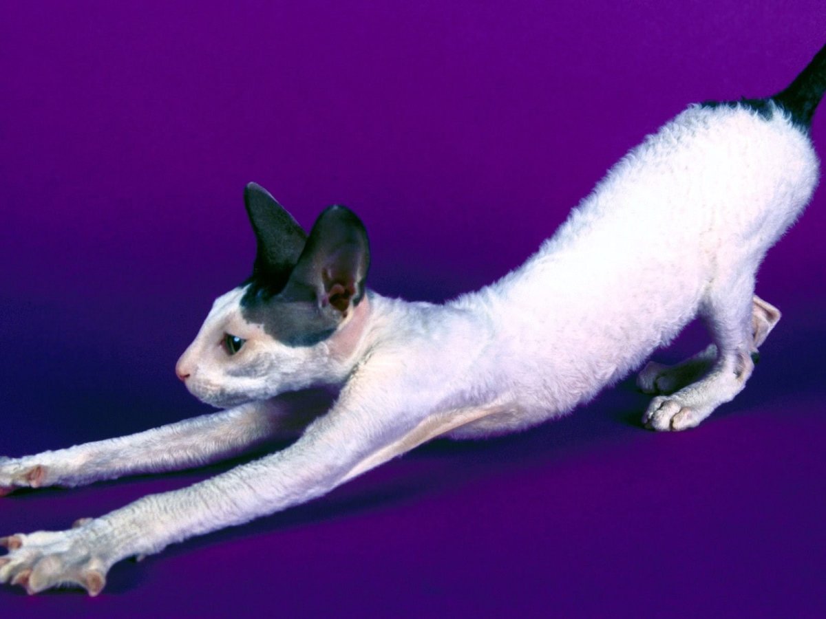 Кот рекс Корниш худой