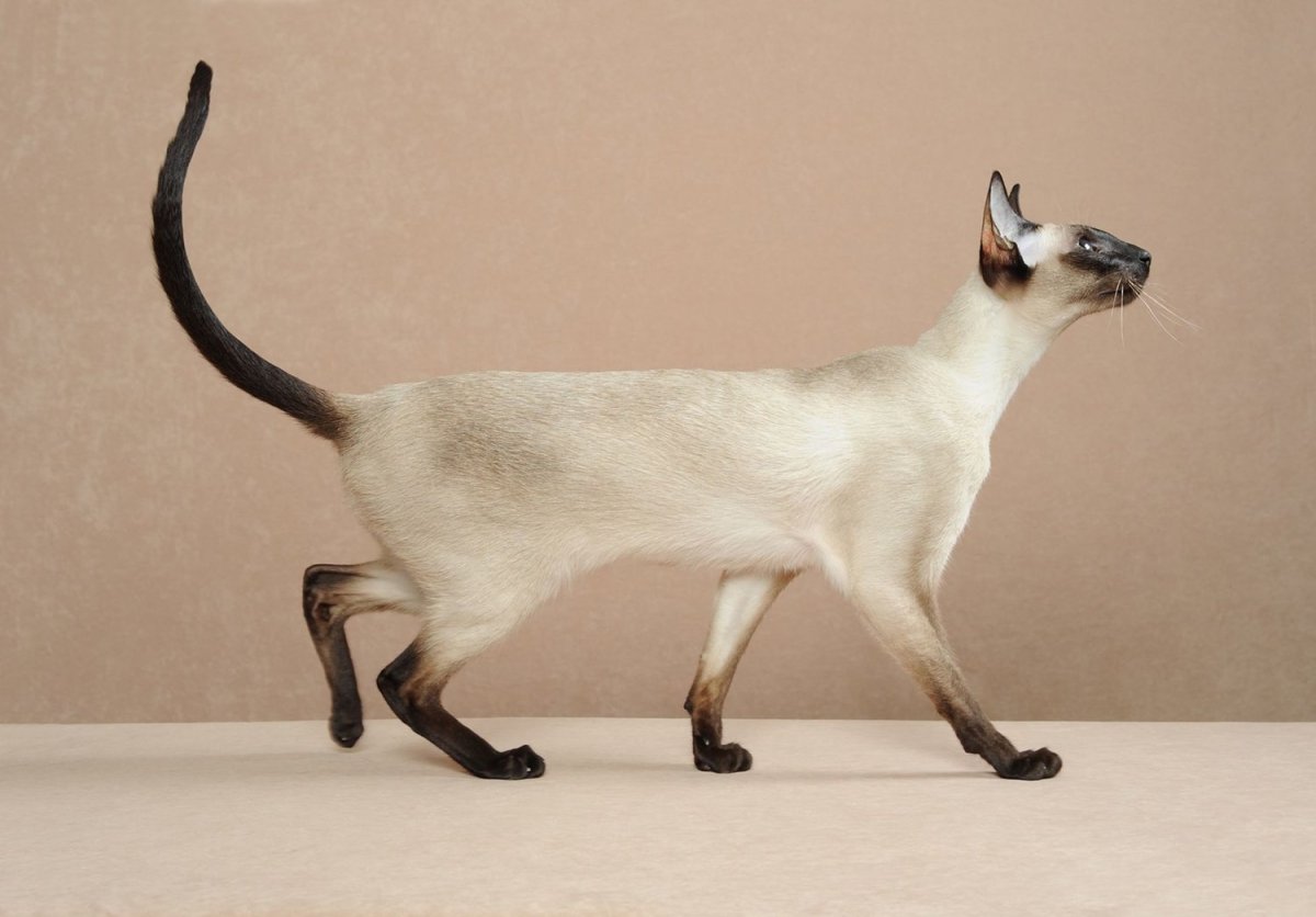 Сиамский ориентальный кот