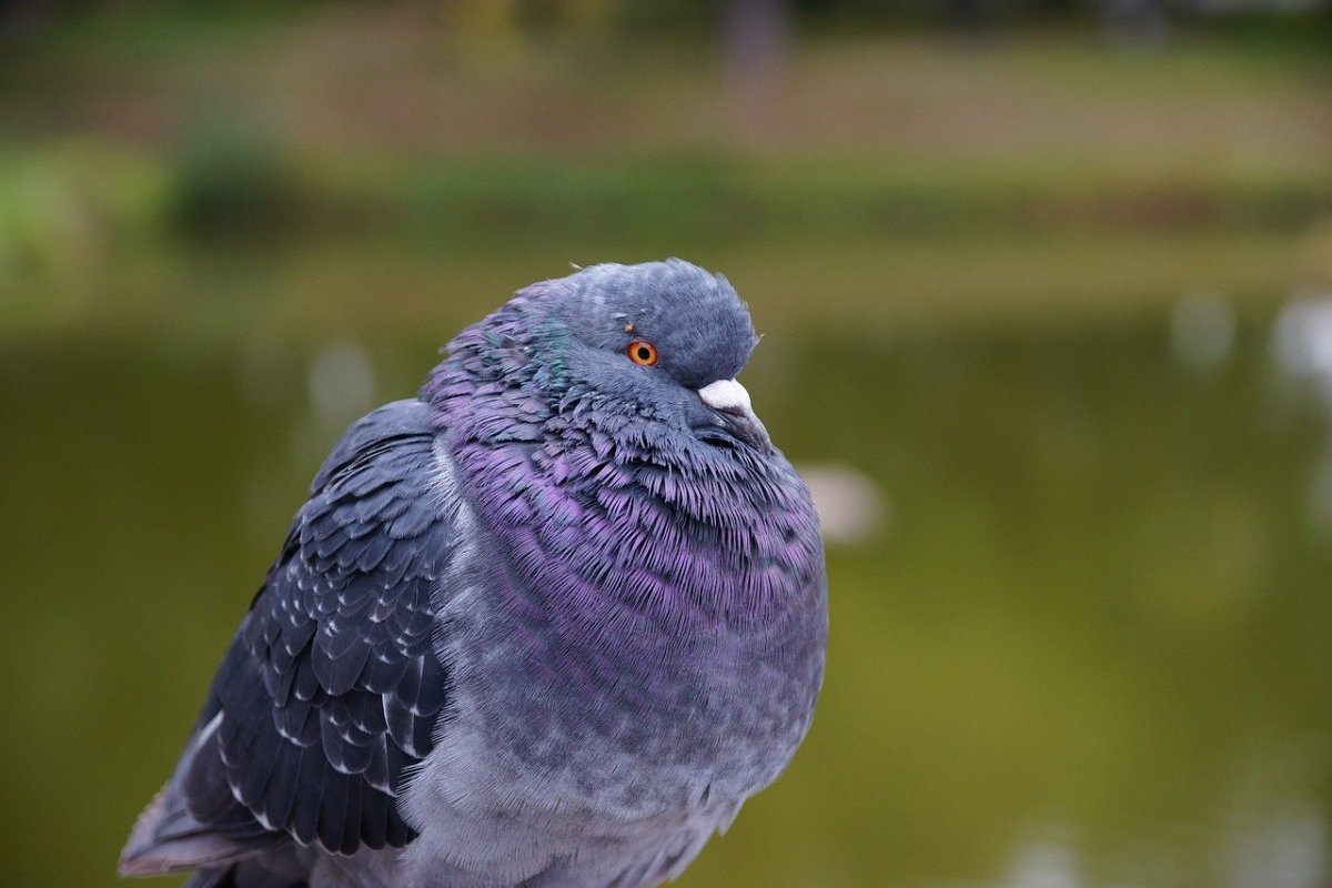 Пурпурный голубь