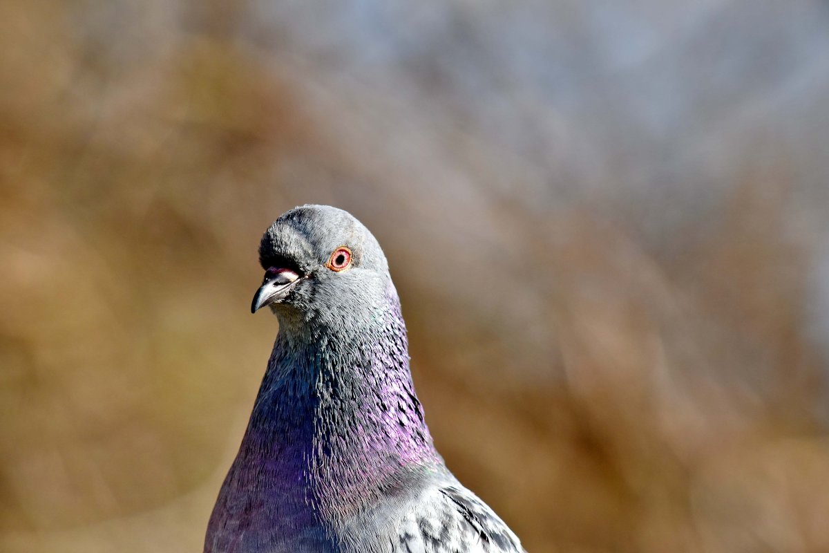 Кофейный Турман голубь