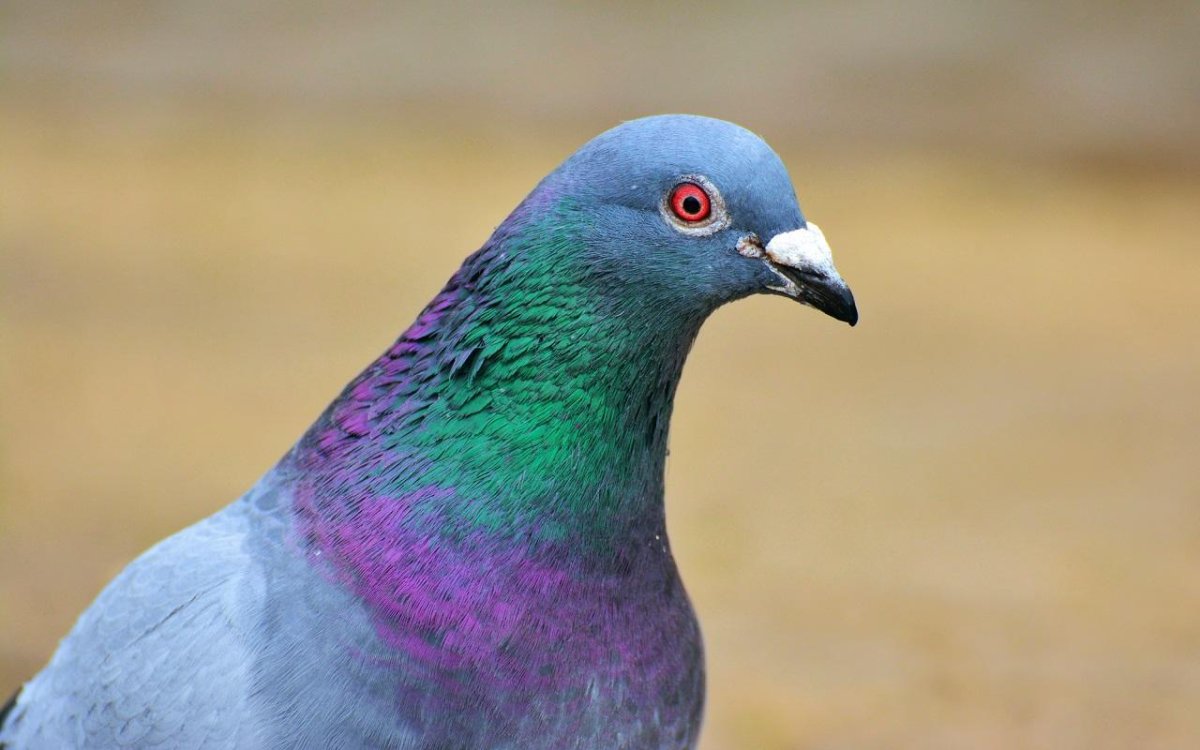 Венценосный голубь Виктория