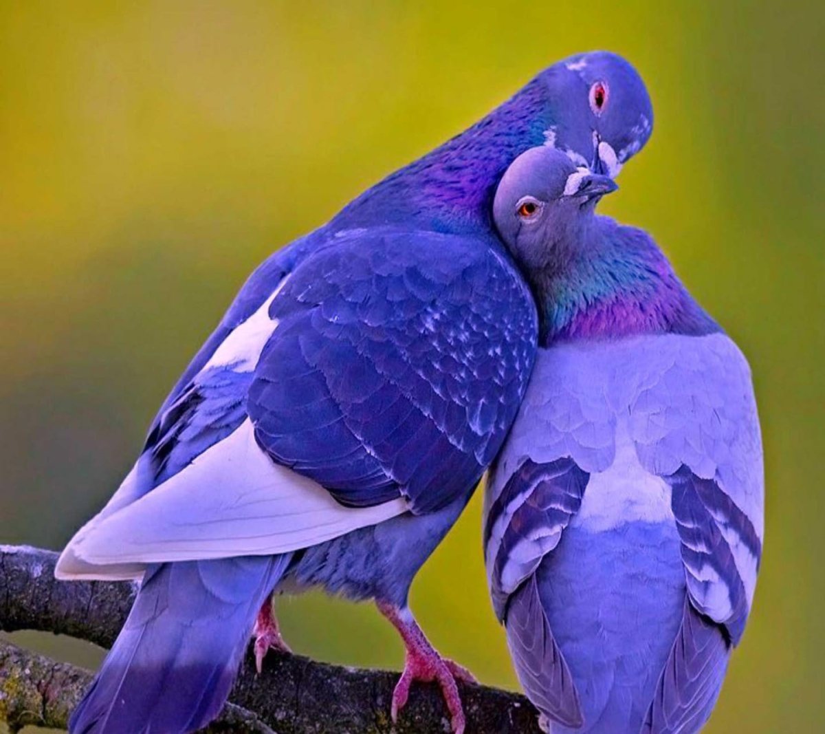 Разноцветные голуби