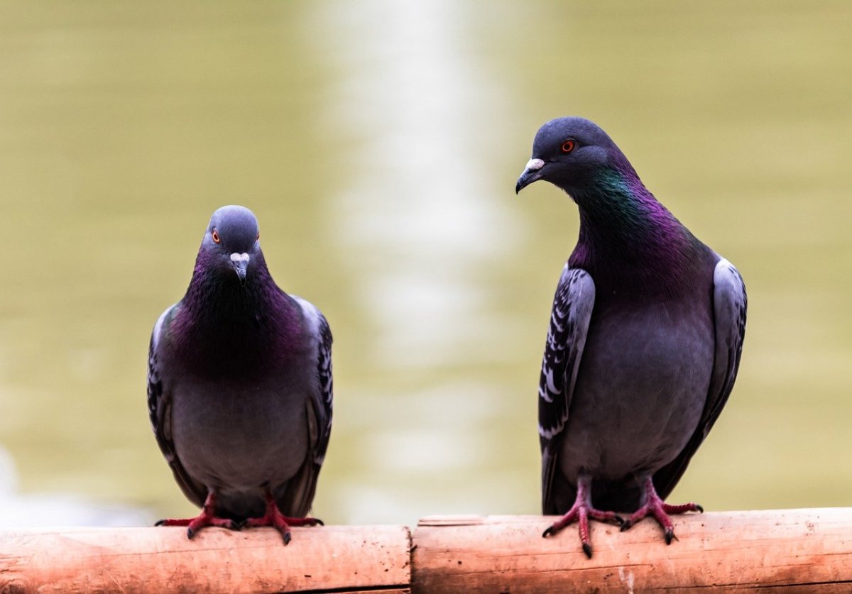 Голубь сиренево голубой