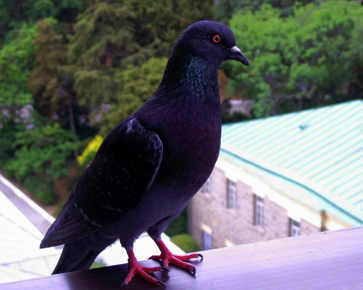 Милый голубь