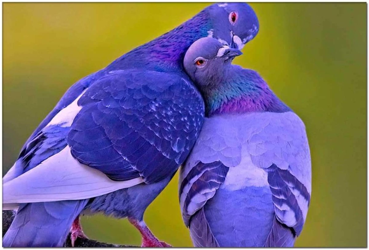 Веероносный венценосный голубь