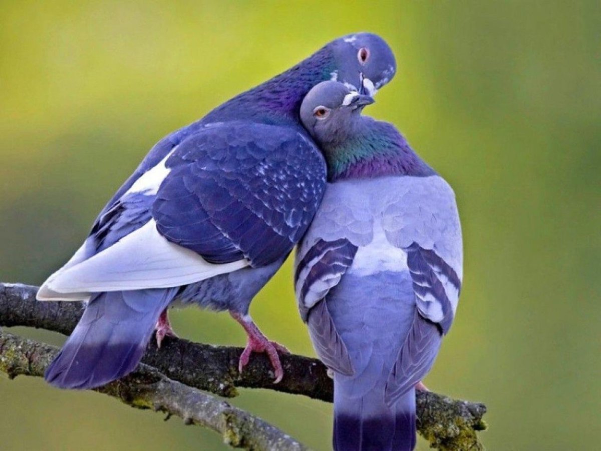 Птицы на Сакуре