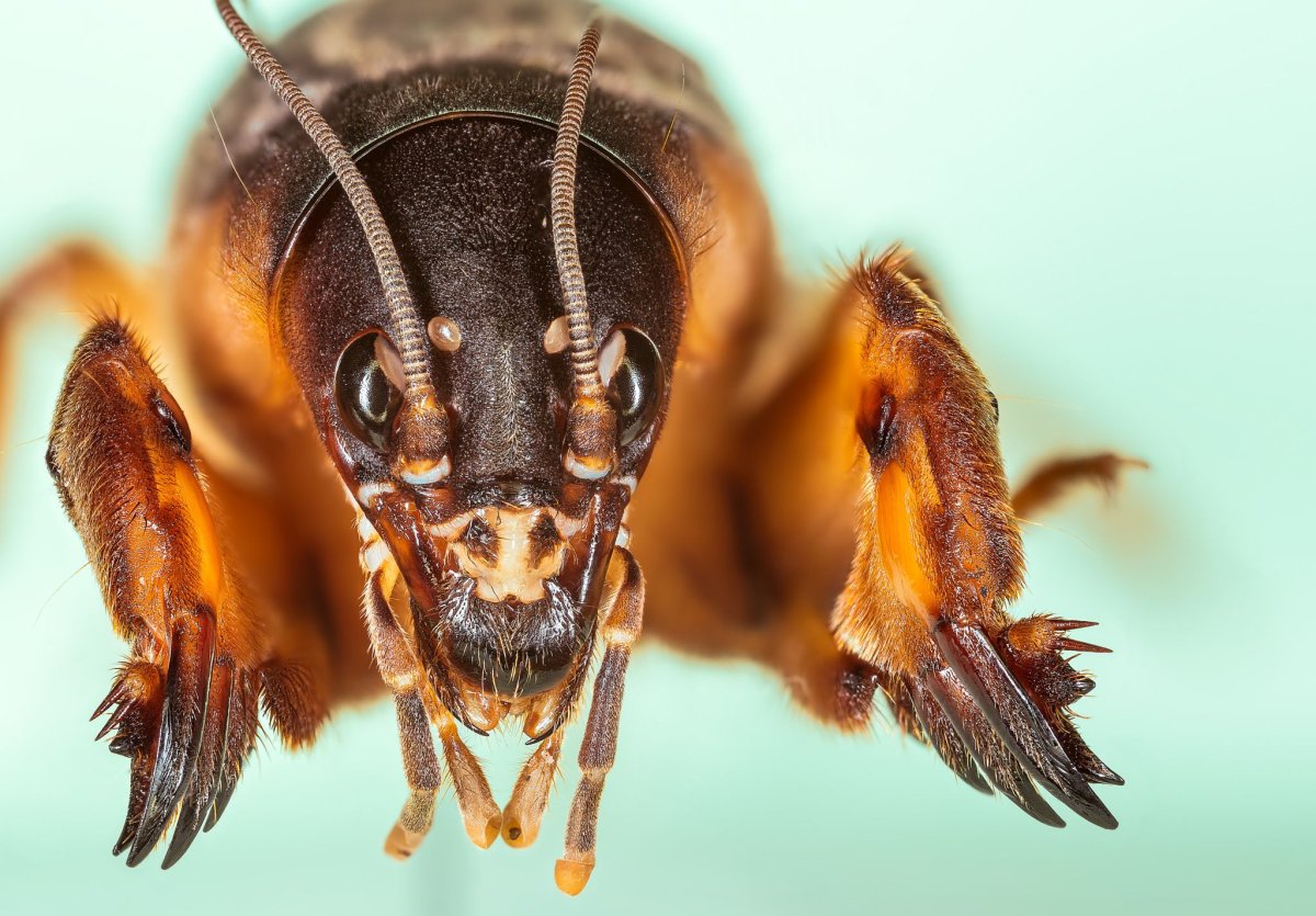 Медведка Крымская