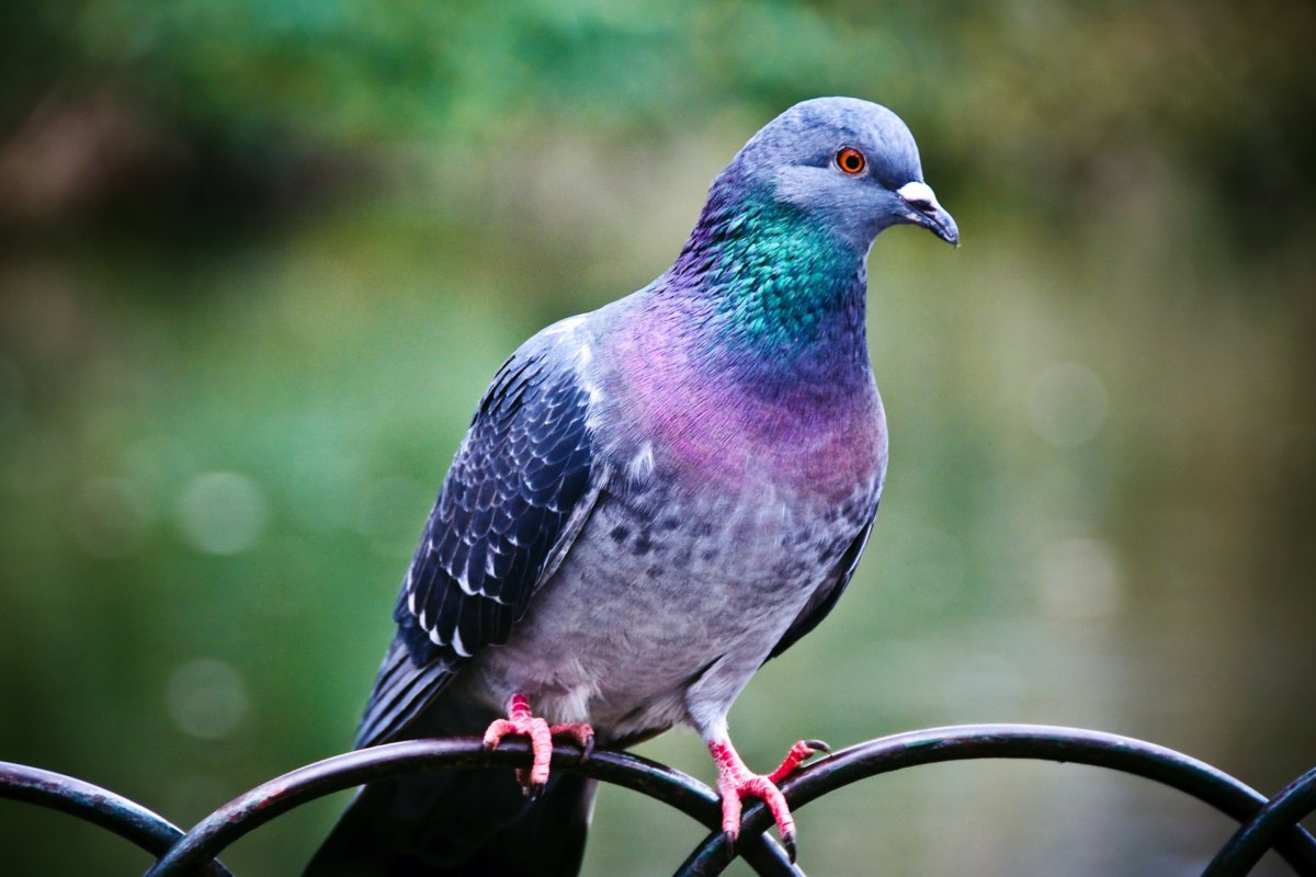 Прижавшись голубь молодой