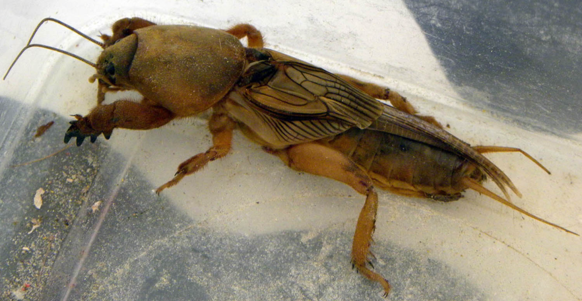 Огородный вредитель медведка