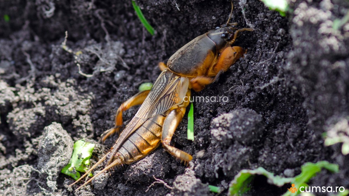 Оса медведка