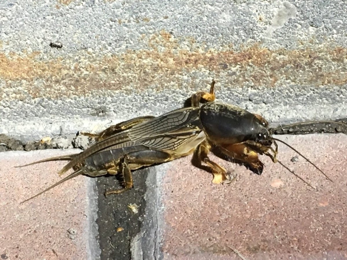 Прямокрылые сверчок Домовой