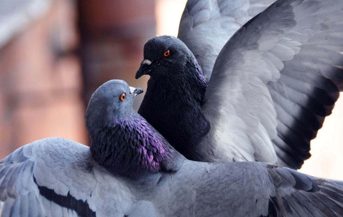 Птица лавандового цвета