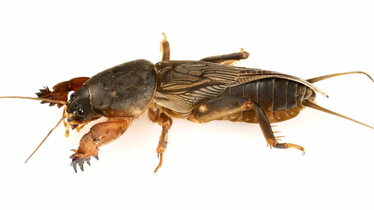 Бабочка медведка