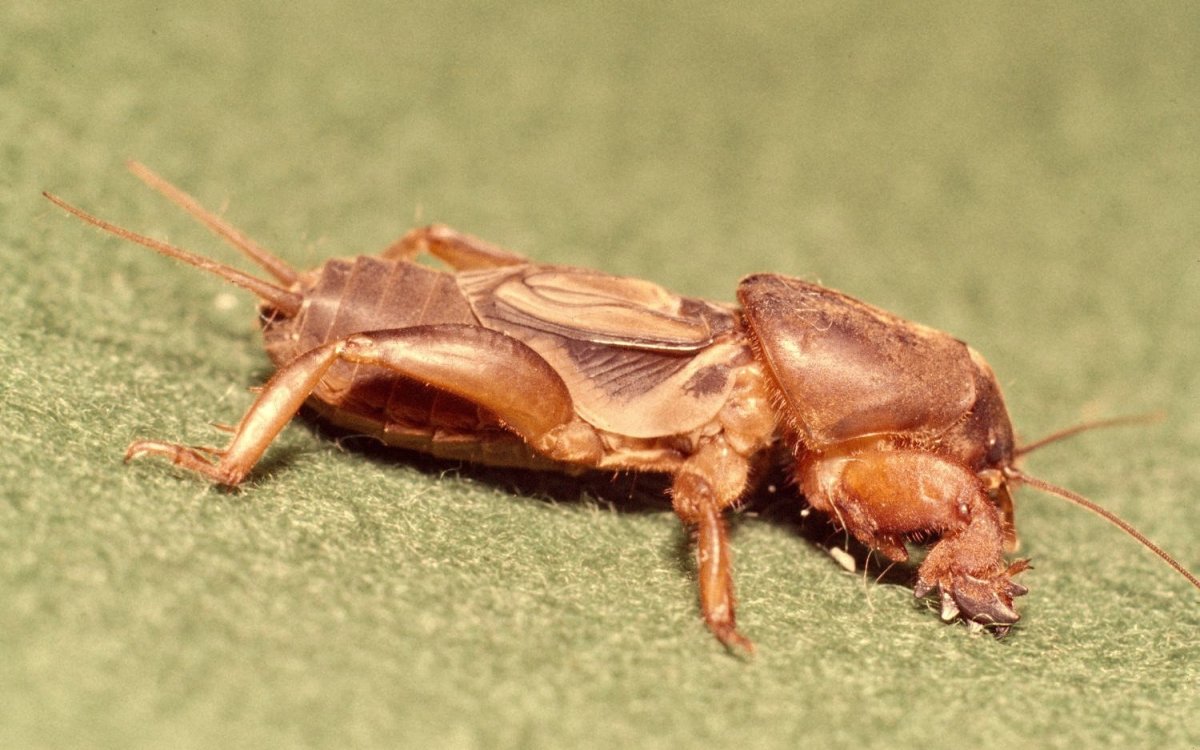 Обыкновенная медведка Имаго