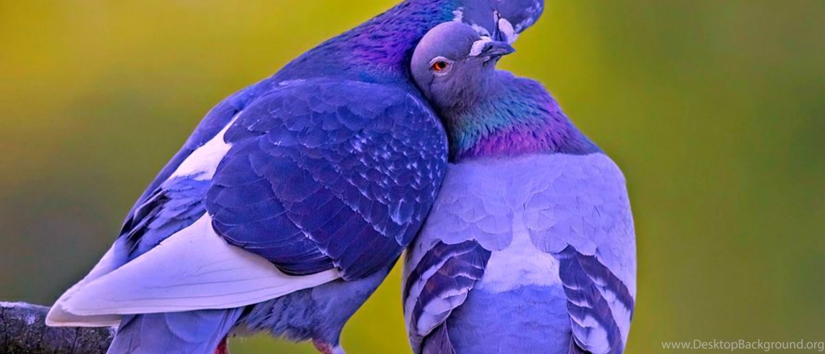 Разноцветные голуби