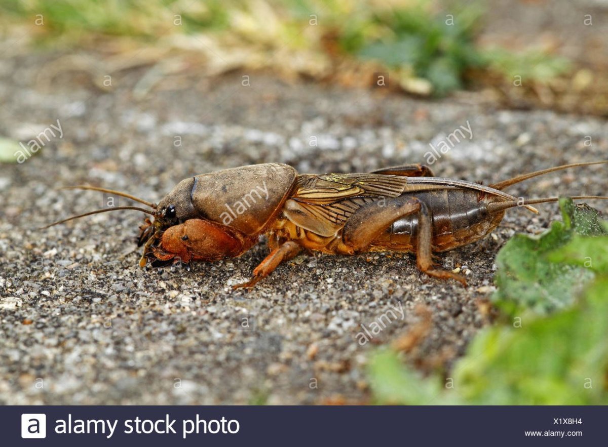 Медведка вредитель моркови