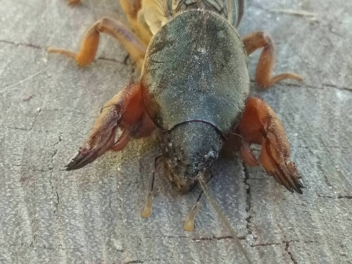 Турлук медведка