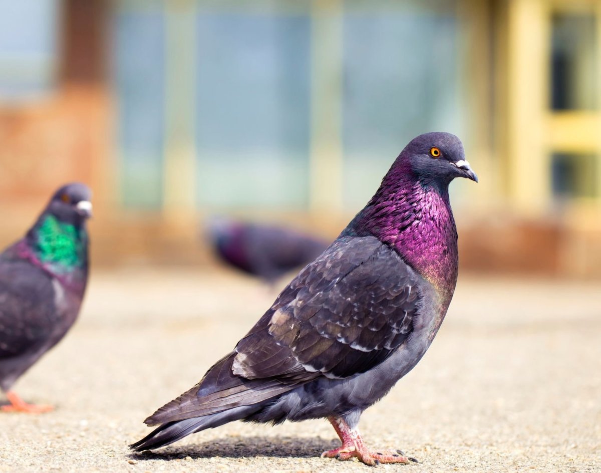 Фиолетовый голубь
