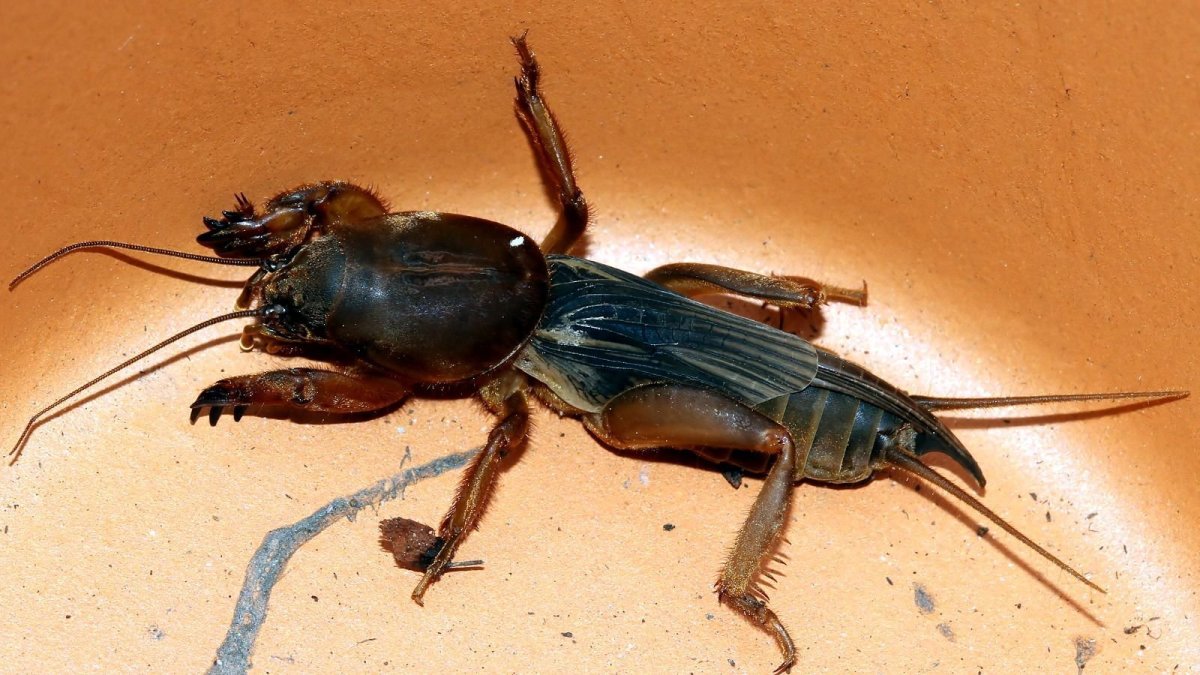 Медведка с крыльями