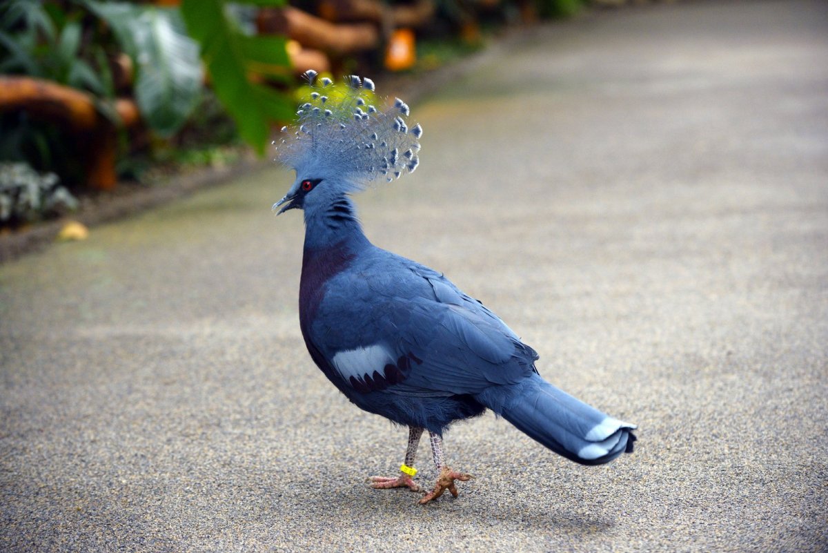 Пурпурный голубь / Columba punicea