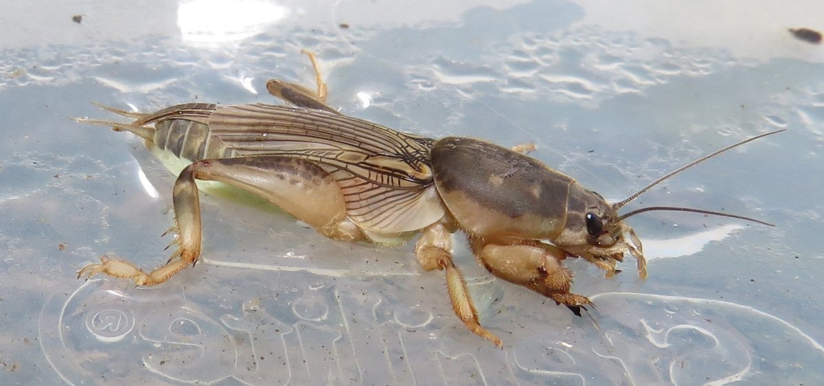 Шутка про медведку