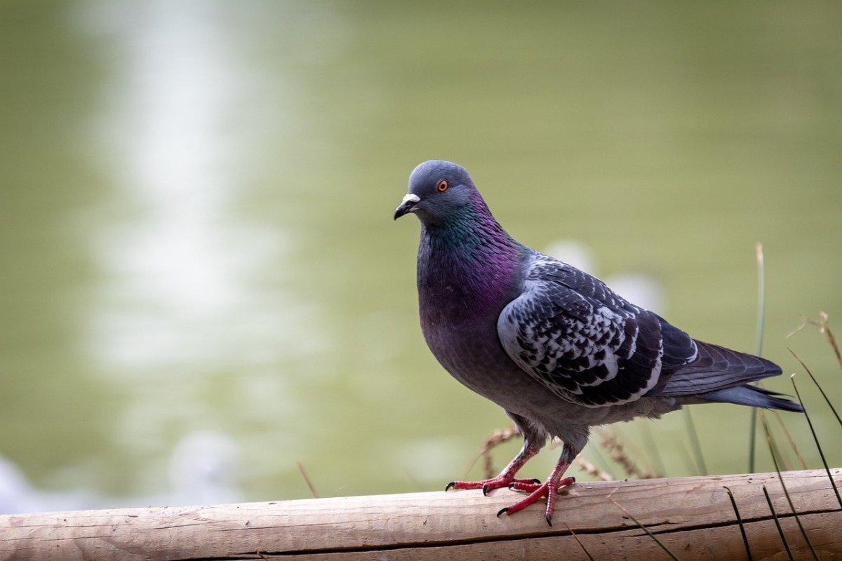 Венценосный голубь птенец