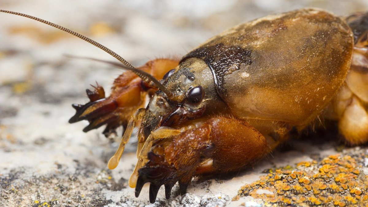 Десятипалая медведка