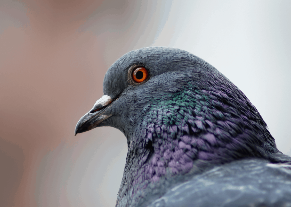 Неразлучники попугаи розовые