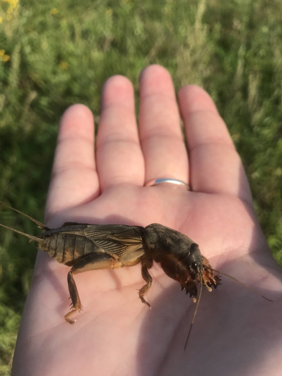 Личинка медведки и майского