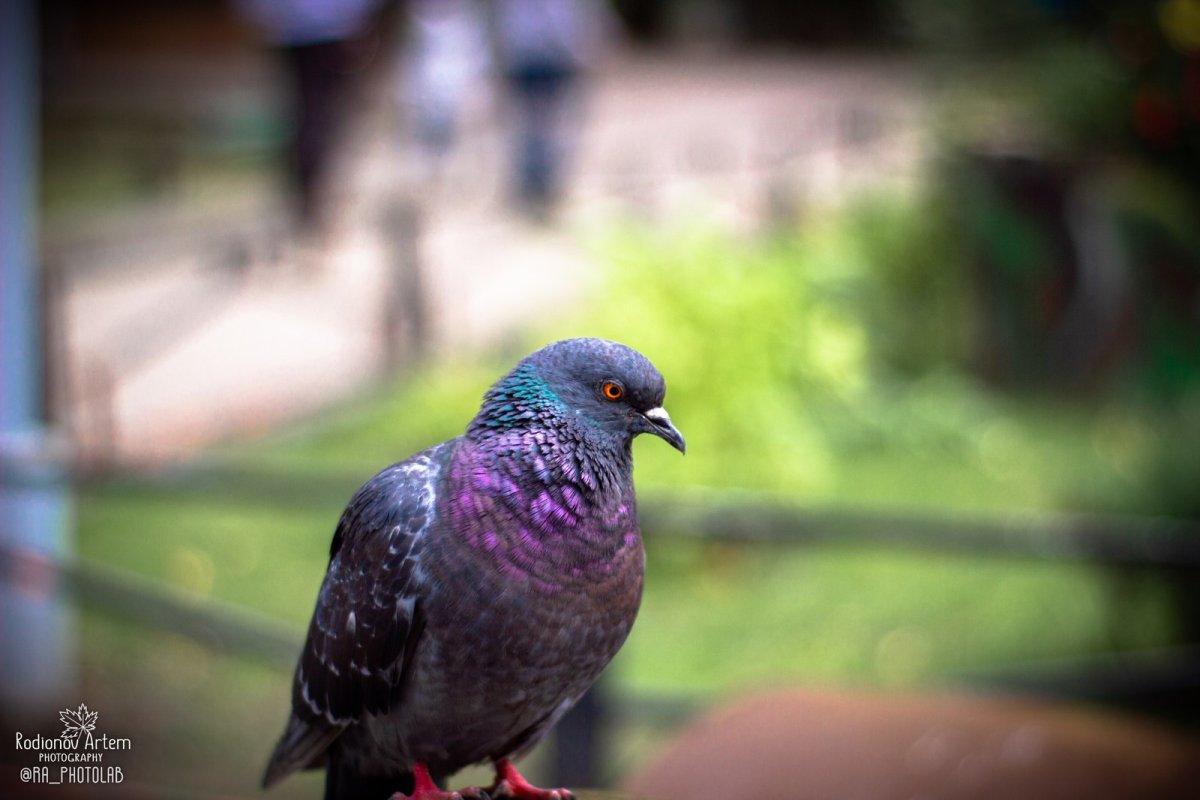 Пара голубей