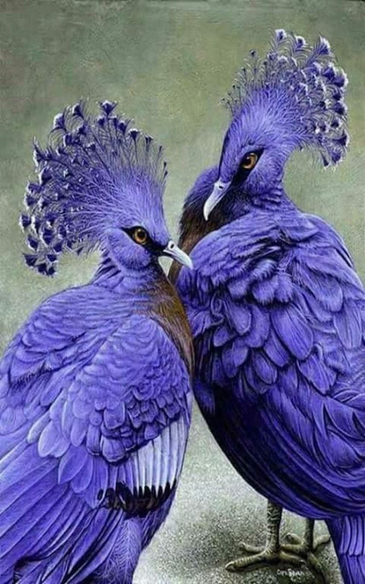 Венценосный голубь