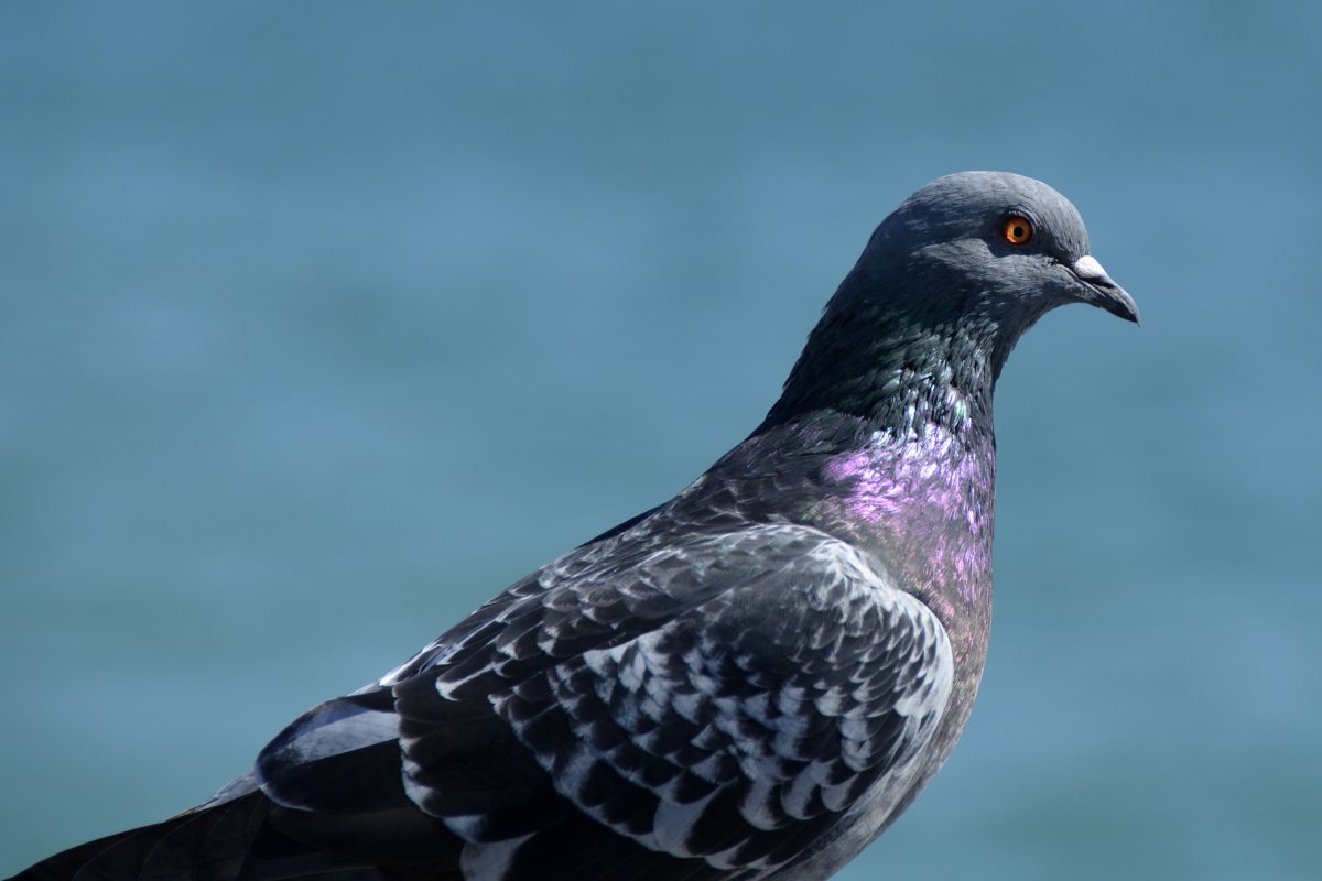 Фиолетовая птица