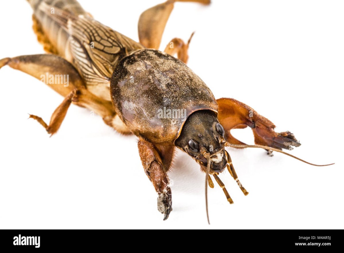 Медведка белая