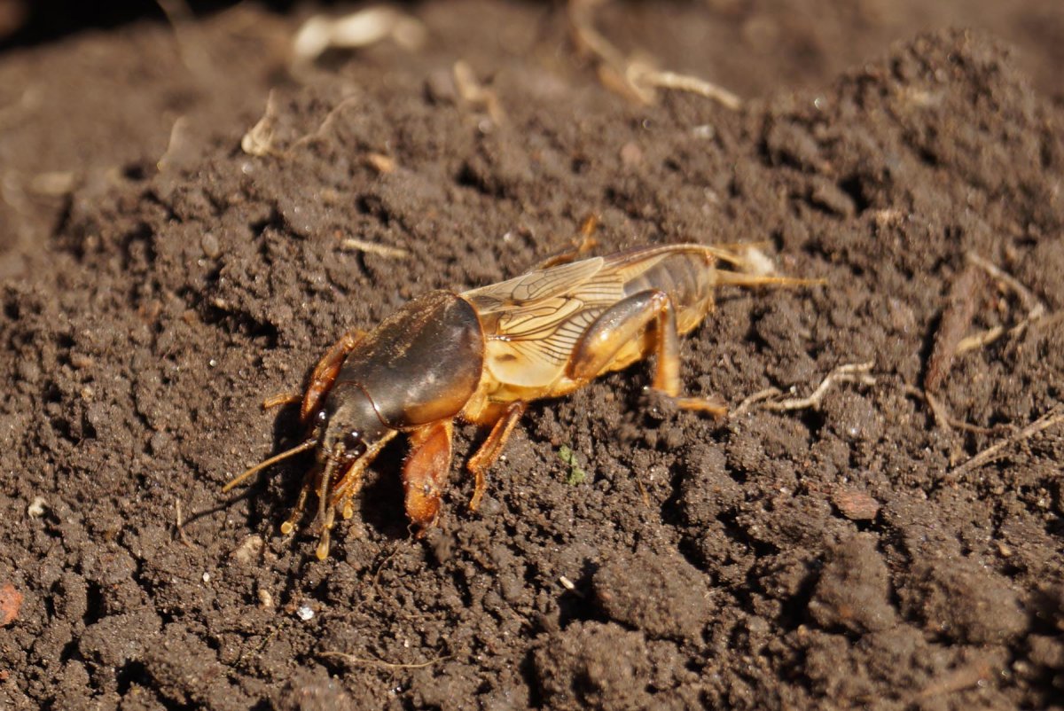 Капустница Жук медведка