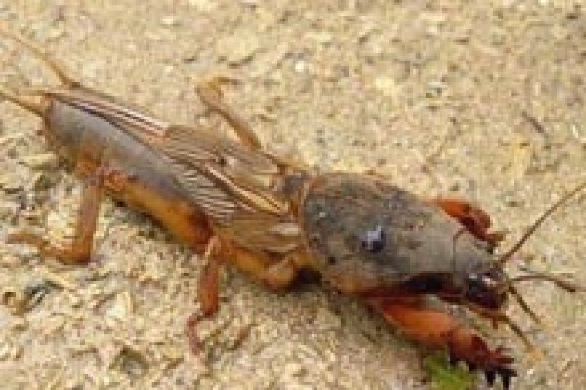 Медведка кротовая