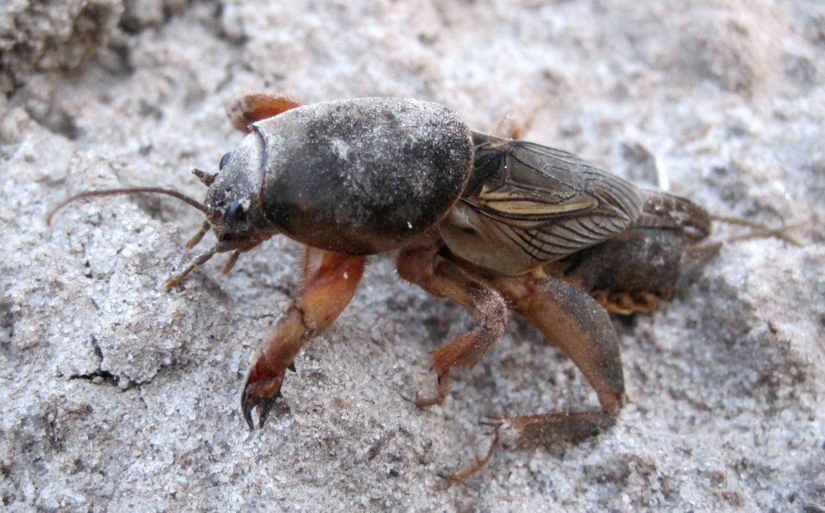 Медведка насекомое