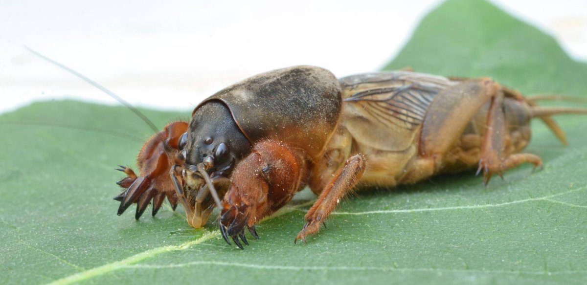 Медведка Котласского