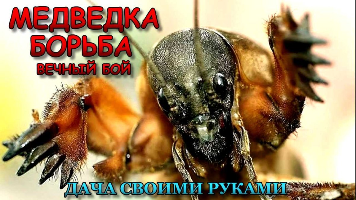 Капустница Жук медведка