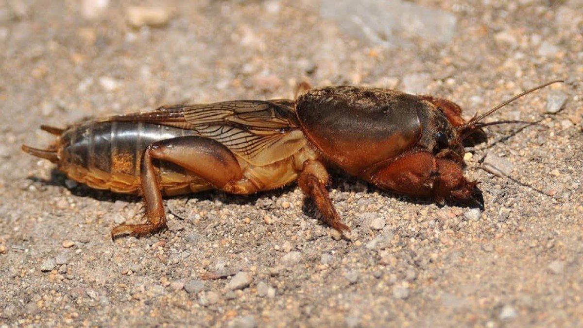 Медведка одношипная