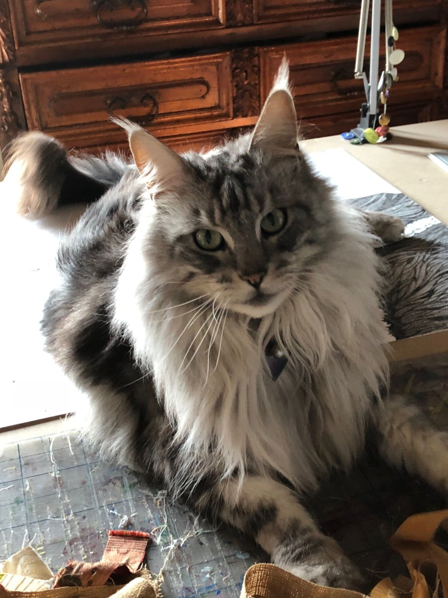 Метис норвежской Лесной кошки