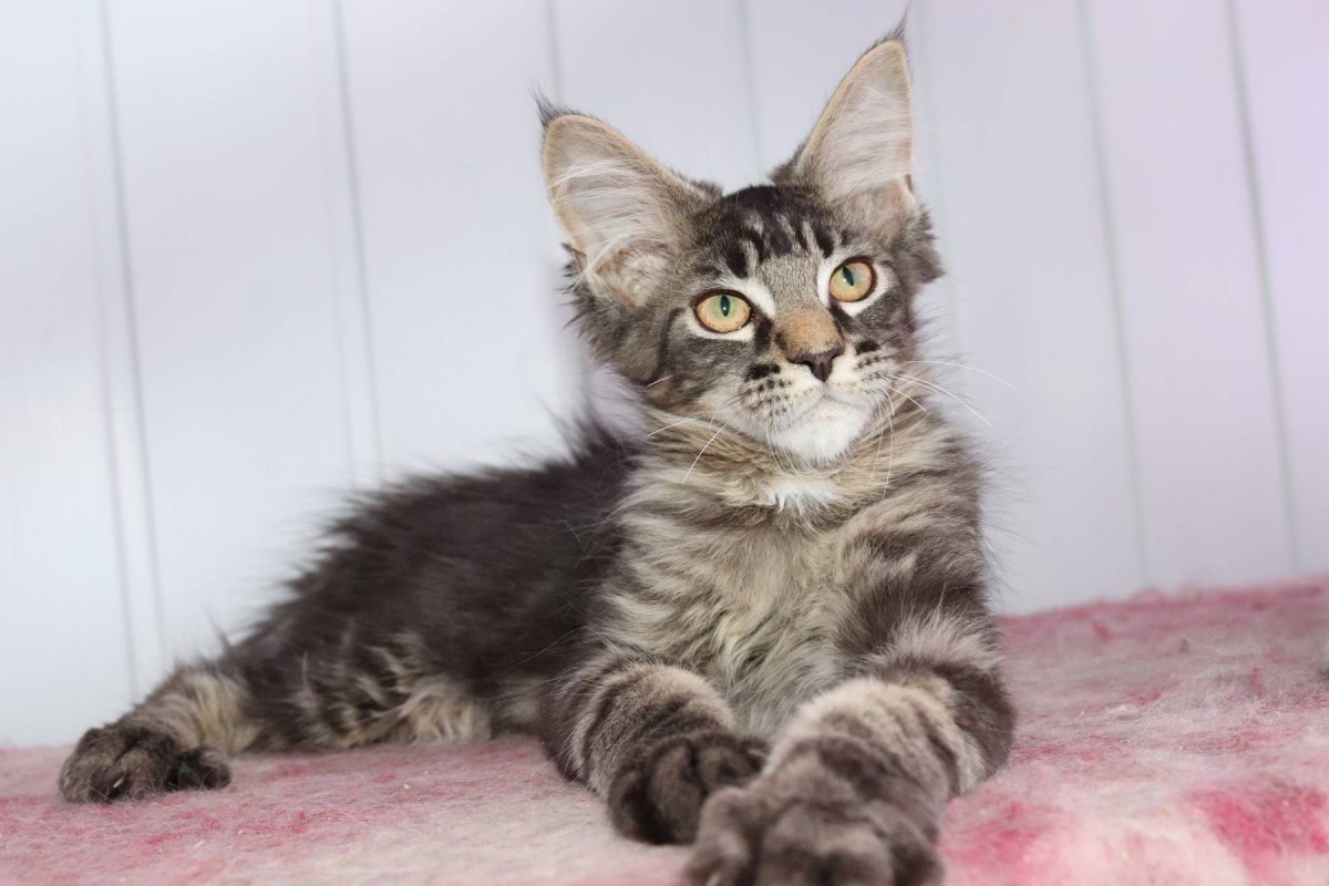 Метис Мейн куна