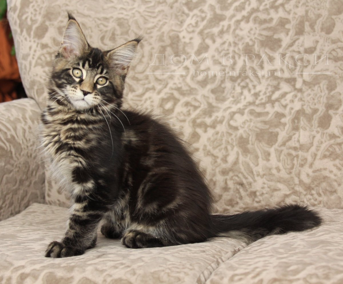 Кот метис Мейн куна