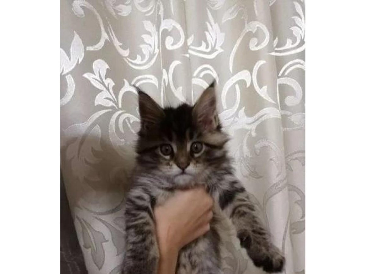 Мейн кун черепашка окрас