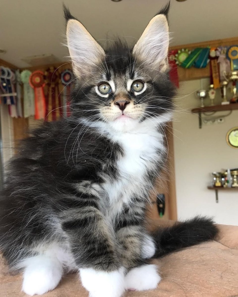 Котята метисы Мейн куна