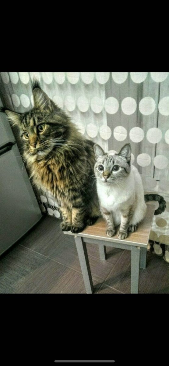 Мейн кун и обычный кот