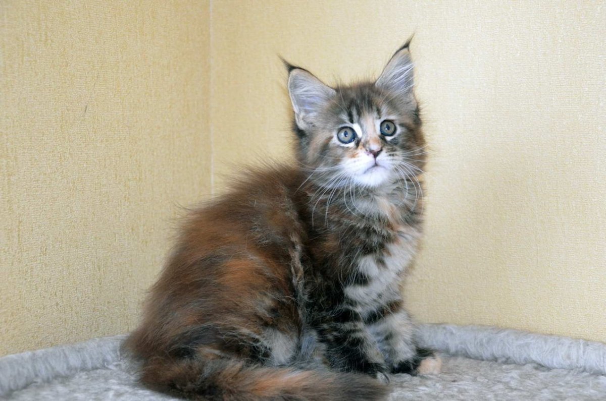 Метис Мейн куна и сибирской кошки